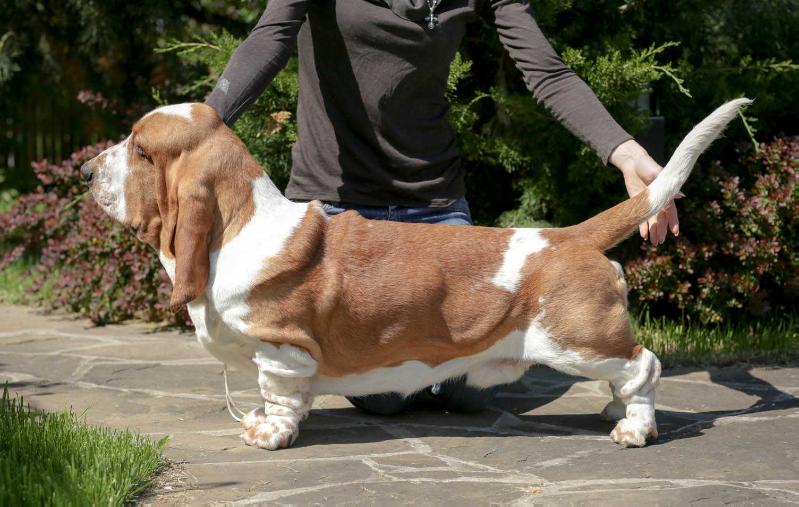 Buffobass Vanilla Sky | Basset Hound 