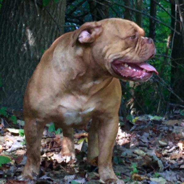 Pack's Sheba of DMV | Olde English Bulldogge 