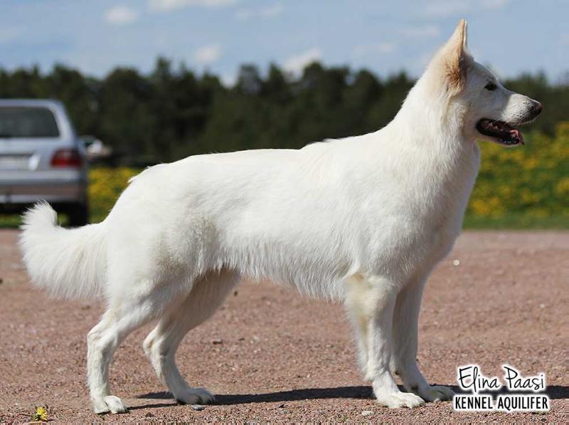 Rosalie la Blankpapilio | White Swiss Shepherd Dog 