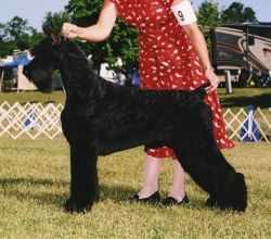 Skansen's Foreman At Fanta C | Giant Schnauzer 