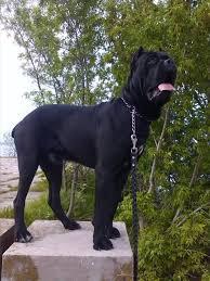 Fallkon Wise Keeper | Cane Corso 