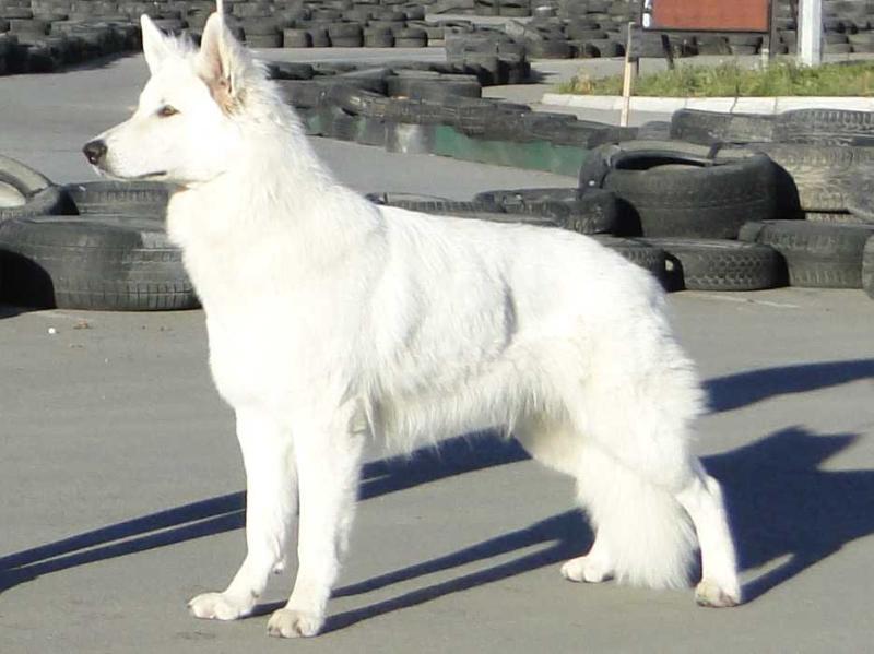 Alfa Emeyzing Greys | White Swiss Shepherd Dog 