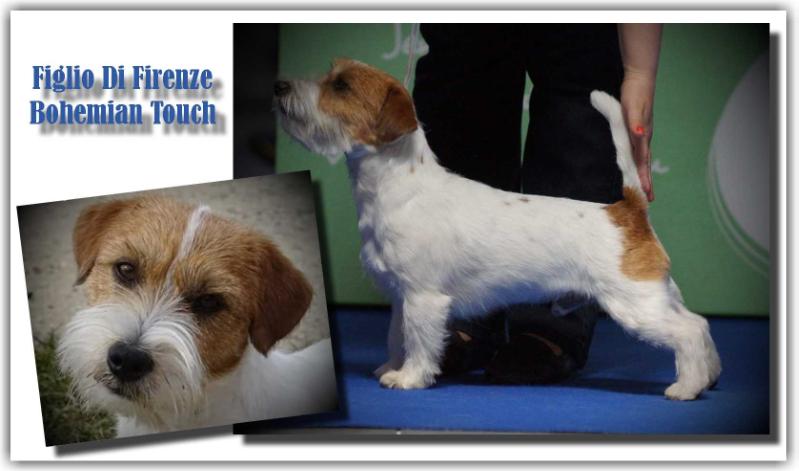 Figlio Di Firenze Bohemian Touch | Jack Russell Terrier 