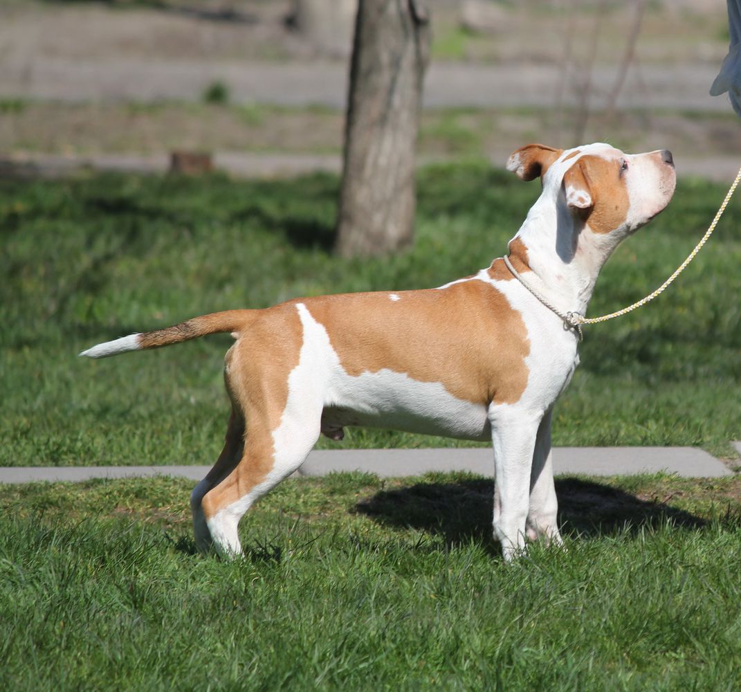 Absolutely Me Blu Diamond Rose | American Staffordshire Terrier 