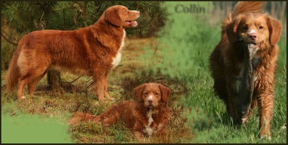 Alliance de la Vie Premier Collin | Nova Scotia Duck Tolling Retriever 