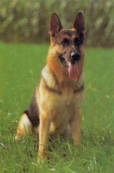 Alsatians Antigone | German Shepherd Dog 