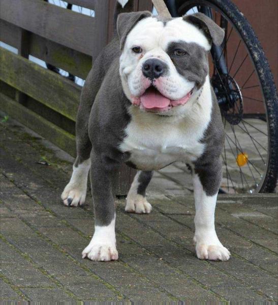 Bulls of ireland Tyson | Olde English Bulldogge 