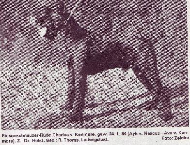 Charles von Kenmore | Giant Schnauzer 