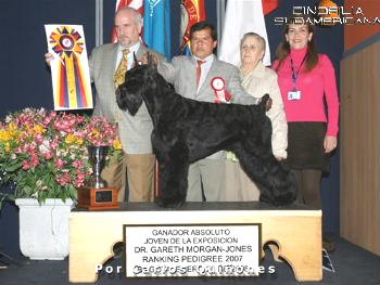 SKansen's Exotica | Giant Schnauzer 