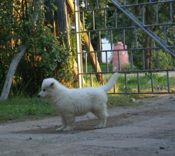 Swiss Edition Best Seller | White Swiss Shepherd Dog 