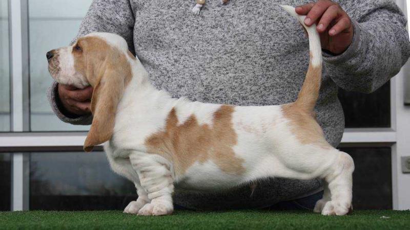 Bassefied Eben | Basset Hound 