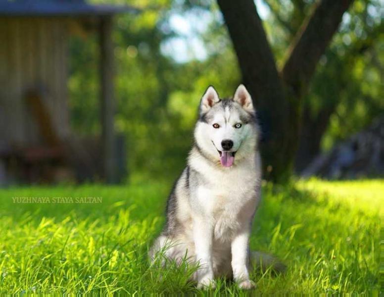 YUZHNAYA STAYA SALTAN | Siberian Husky 