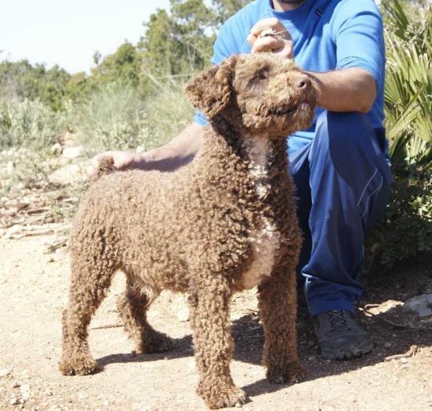 Tanololif de Sierra Valleja | Spanish Water Dog 