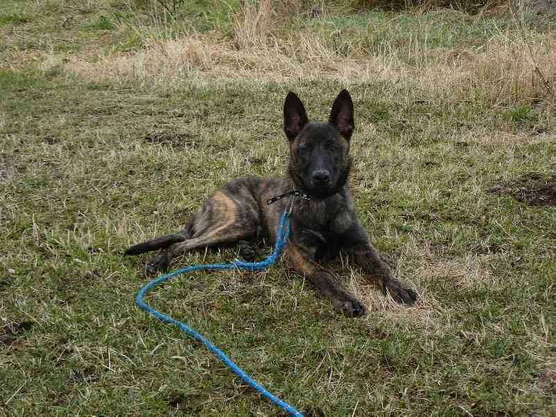 Hyena L'Tornado | Dutch Shepherd 