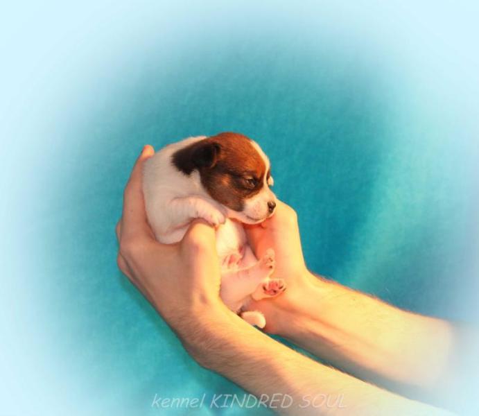 Kindred Soul M.Y.T.H. Inc. Link | Jack Russell Terrier 