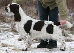 Hornötorpets Chocolate Dream | English Springer Spaniel 