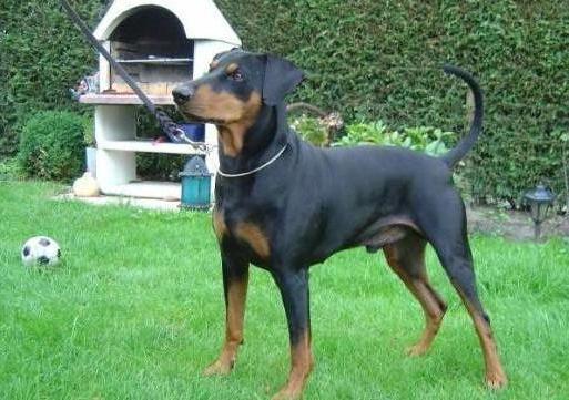 CELANO of Bandits Farm | German Pinscher 