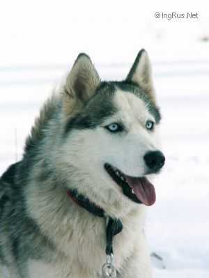 USSURI S AKULOVOY GORI | Siberian Husky 