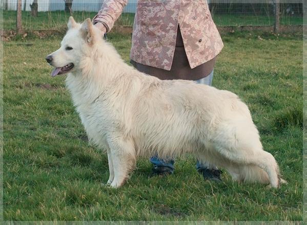 Magnum "Mack" | White Swiss Shepherd Dog 