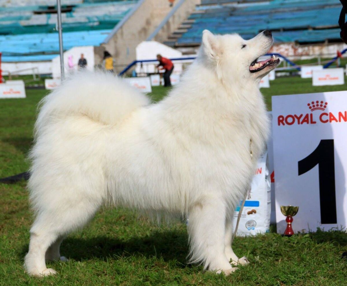 NIKITA CANADA LORD NORD | Samoyed 