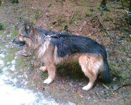 Fedor vom Sulbachtal | German Shepherd Dog 