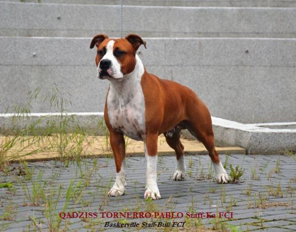 QADZISS TORNERRO PABLO Staff-Ka | American Staffordshire Terrier 