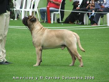 Bullberry Hallmark | Bullmastiff 