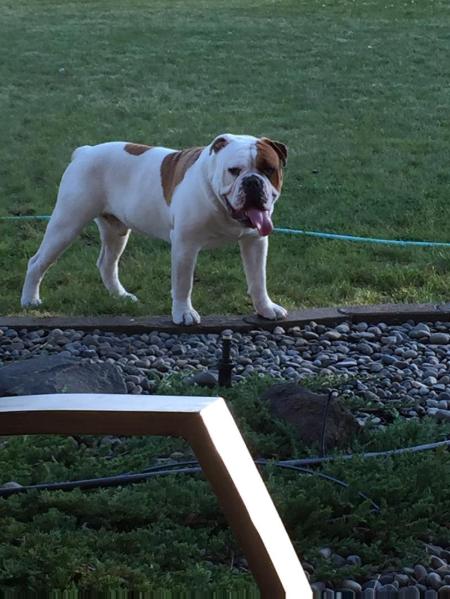 Franklin's Biscuit | Olde English Bulldogge 