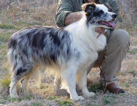 blue-whizz-kid de Mafalda's | Border Collie 