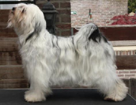 SILVERIDGE WOOD IBIS | Tibetan Terrier 