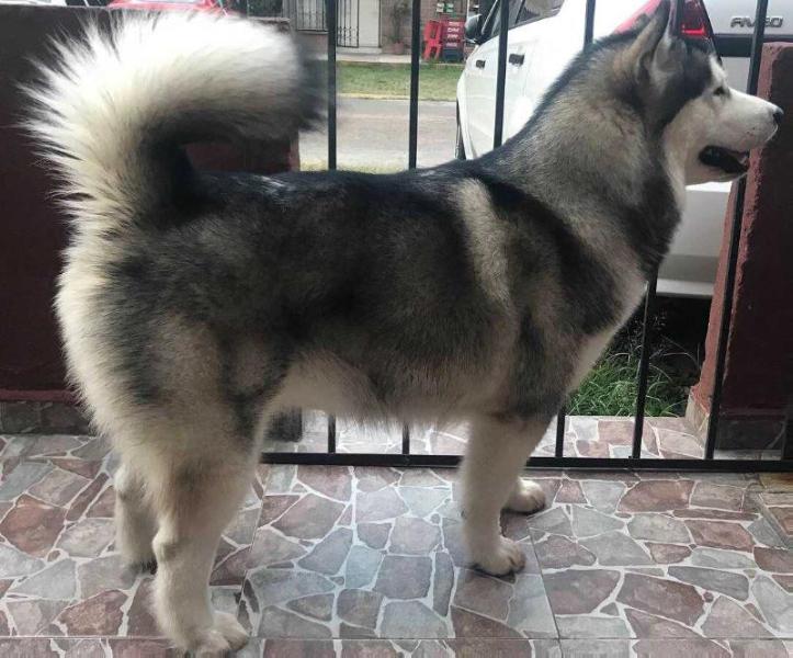 DIXIE (ELIZALDE) MEX, FCI | Alaskan Malamute 