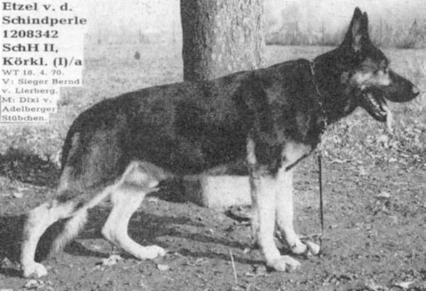 Etzel von der Schindperle | German Shepherd Dog 