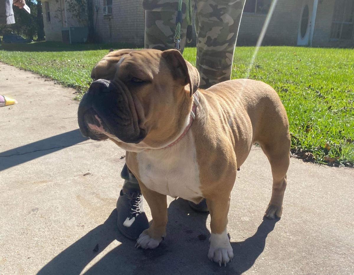 Jackson’s Exotic of M.S.B | Olde English Bulldogge 