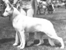 Riunite von Finn | White Swiss Shepherd Dog 