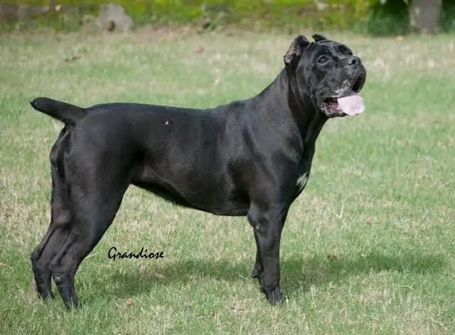 Natasha Grandiose | Cane Corso 