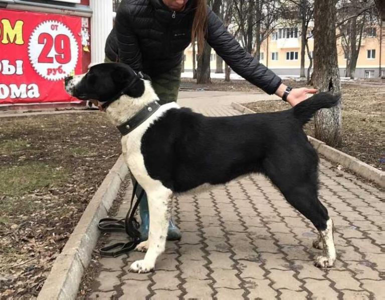 AKIM ZHAHON ESMAHAN | Central Asian Shepherd Dog 