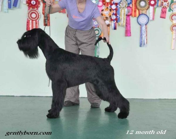 Gently Born PRAGA | Giant Schnauzer 