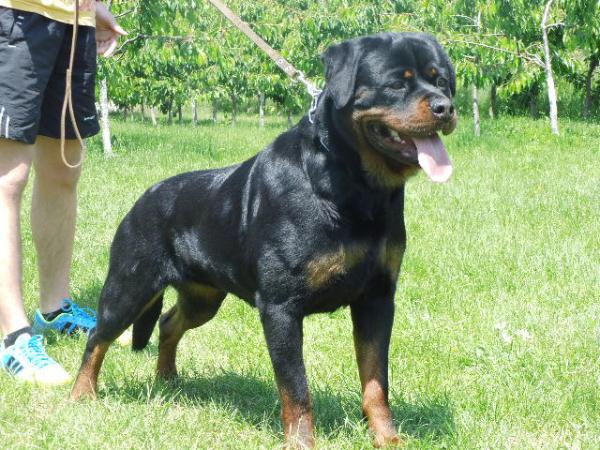 Lajka vom Klicevo | Rottweiler 