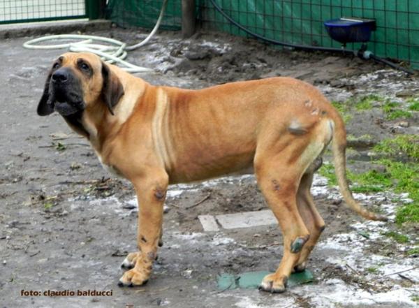 Seguranca Vulcao | Fila Brasileiro 