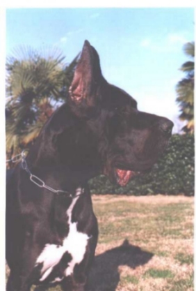 Horus-N IL Paradigo Di Bella | Great Dane 