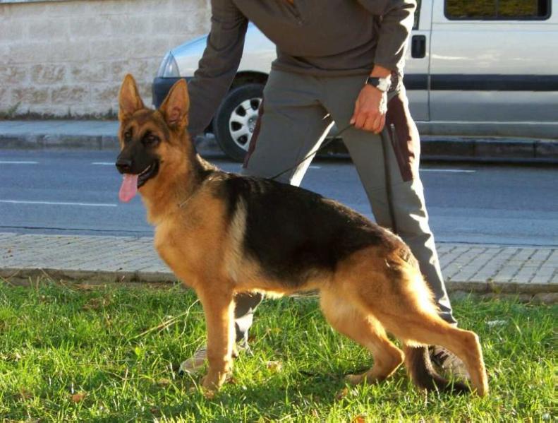 Thelma de Dajiva | German Shepherd Dog 