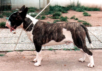 Yes-Sire Von Der Alten Veste | Bull Terrier 