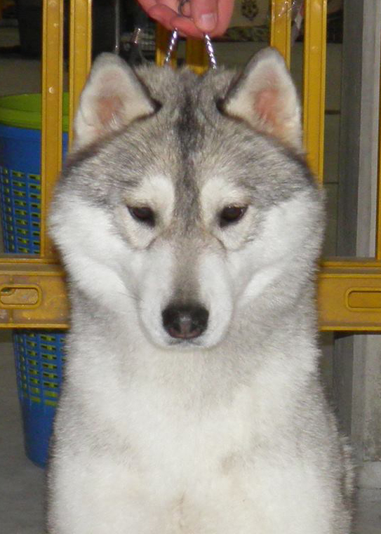 Seasight Besame Mucho | Siberian Husky 