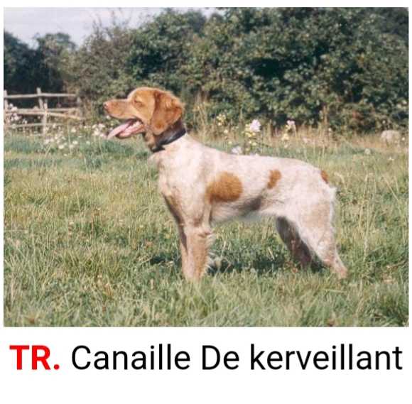 CANAILLE de Kerveillant | Brittany 