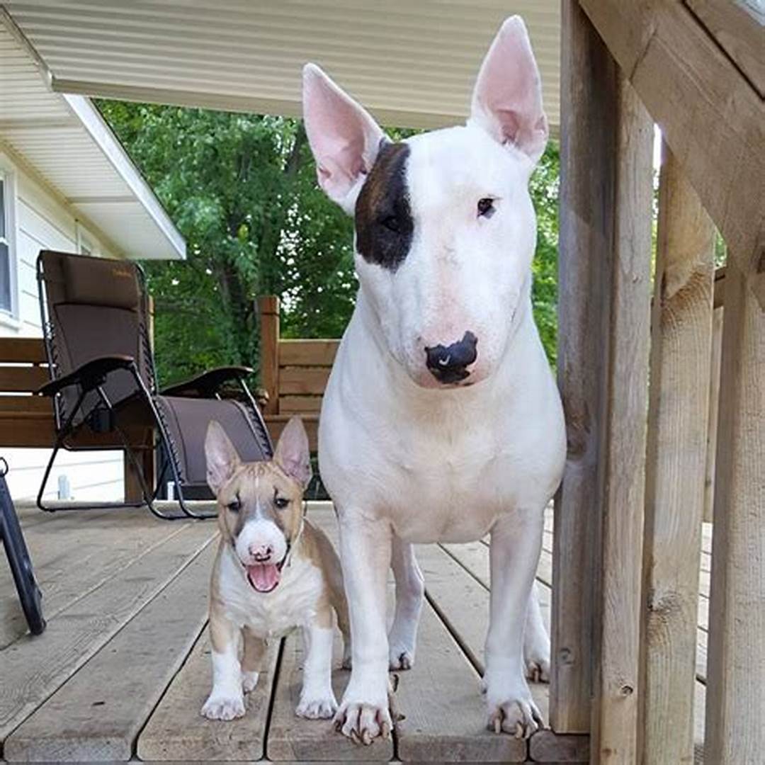 Miniature Bull Terrier