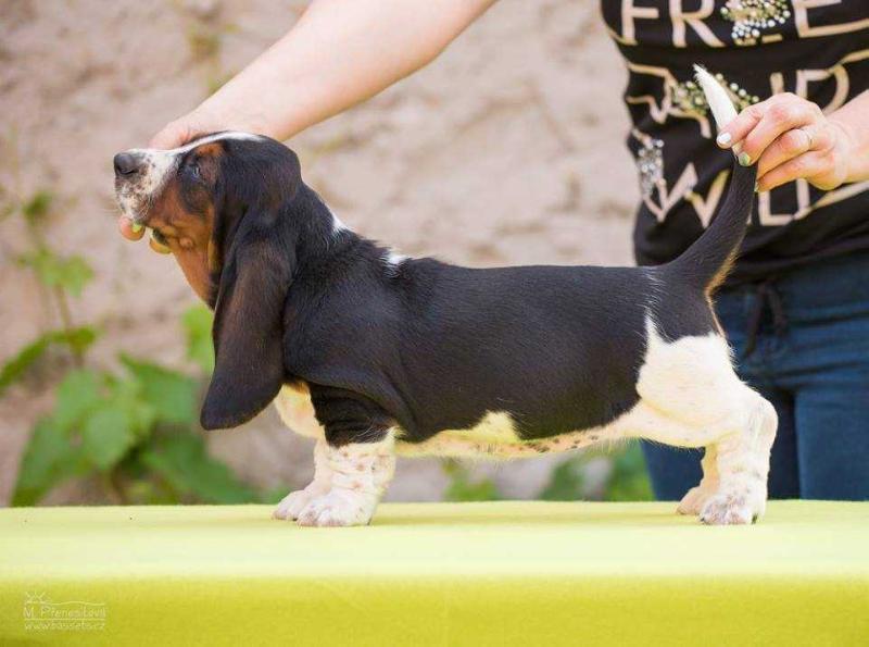 Britney Spears Stemarali | Basset Hound 