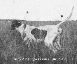 Baby Ale (Jingo's Coin x Fannie Ale) | Pointer 