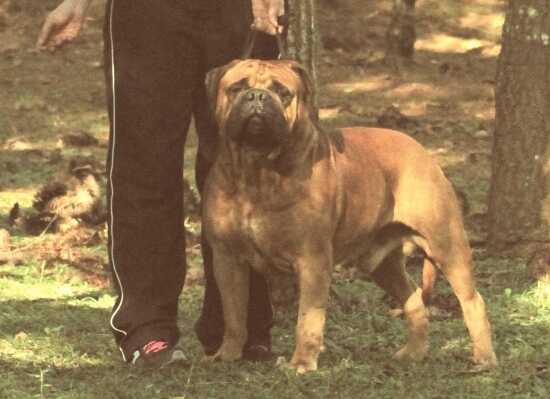 Mimba Kuera Alef | Bullmastiff 