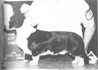 Rhydowen Chippendale | Cardigan Welsh Corgi 