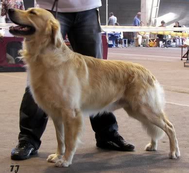 Astor Hanter Koplova | Golden Retriever 